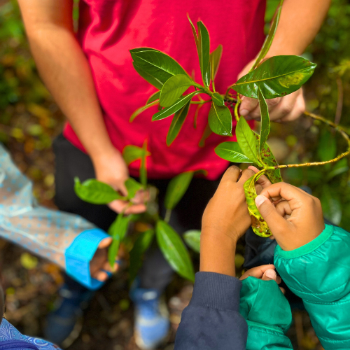 Ateliers Domaine des Tourelles Plaine des Palmistes