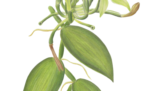 illustratrice naturaliste Réunion