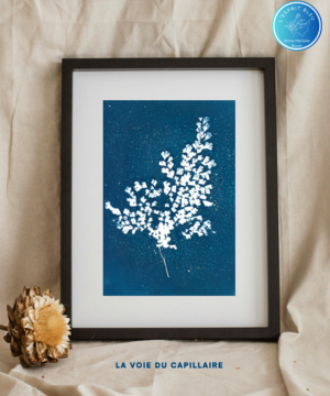 Création de cyanotypes botaniques Réunion