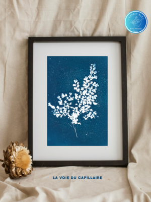 Création de cyanotypes botaniques Réunion