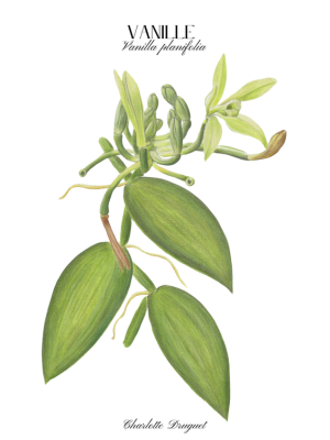 Annuaire artisans Réunion